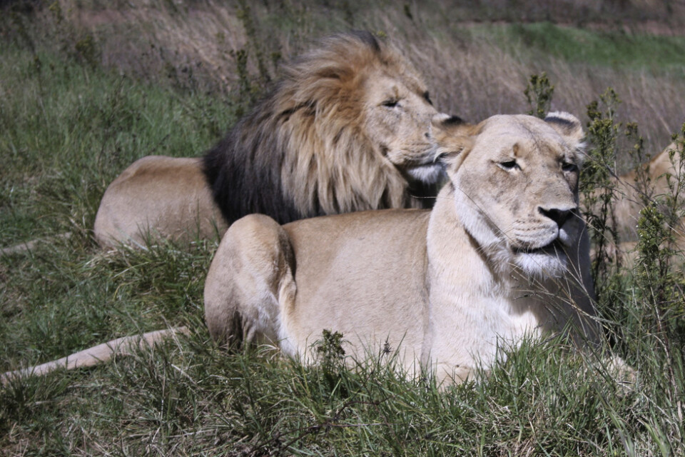 Ett lejonpar i ett reservat nära Johannesburg. Arkivbild.
