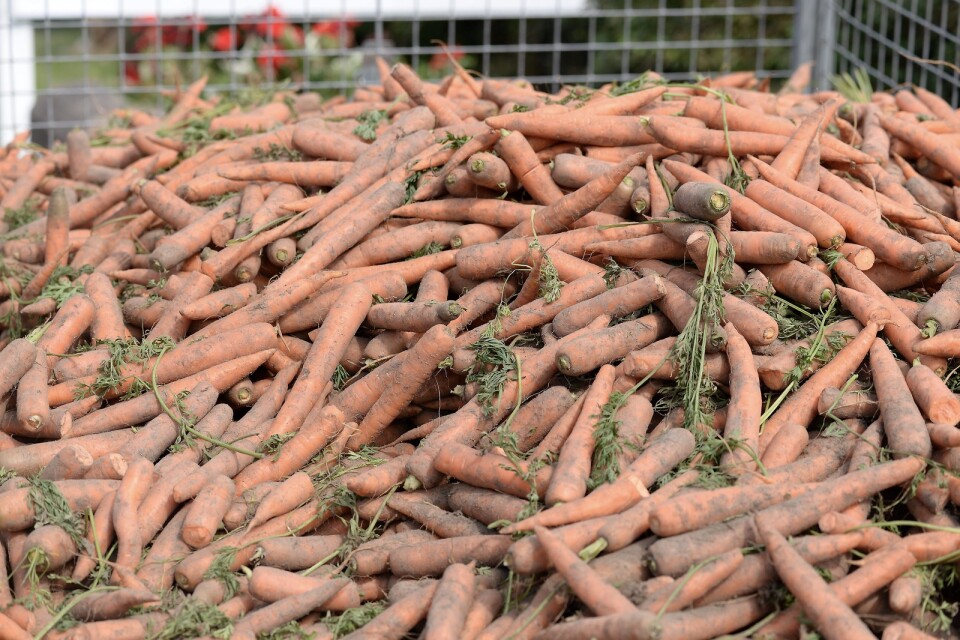 Enligt Jordbruksverket är 92 procent av morötterna som äts i Sverige odlade inom landet.