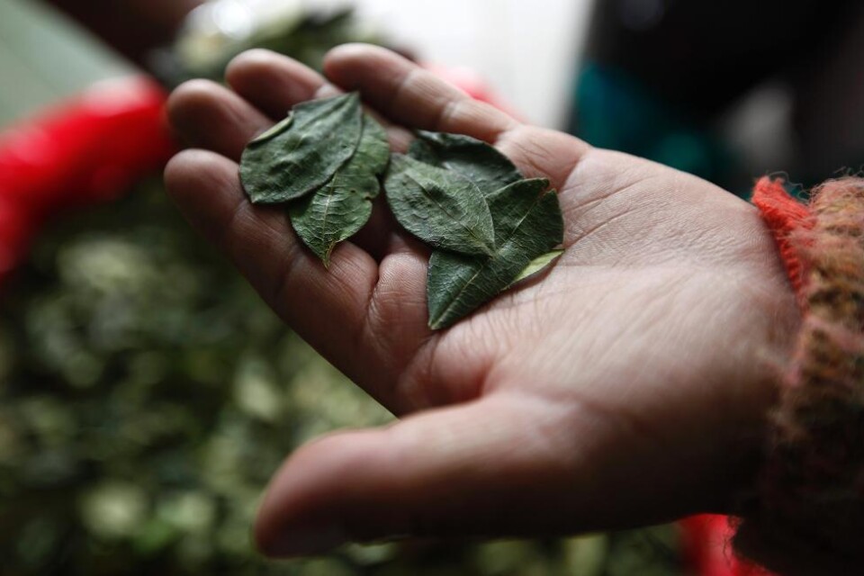 Odlandet av kokabuskar, vars blad används för att framställa kokain, ökade förra året kraftigt i Colombia, enligt en rapport från Vita huset i USA. Efter sex år i följd av antingen sjunkande eller oförändrad odling ökade arealen där kokabuskar odlas med