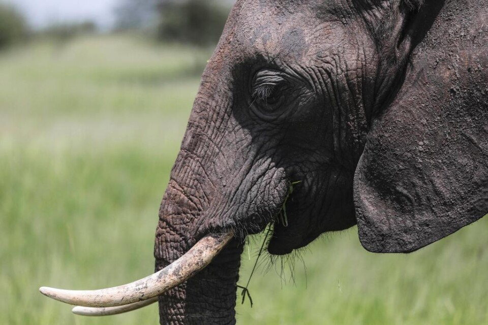 Tjuvjägare har dödat nära halva elefantbeståndet i Moçambique de senaste fem åren i jakten på elfenben, hävdar amerikanska Wildlife Conservation Society (WCS). WCS hänvisar till en undersökning som Moçambiques regering låtit genomföra. Enligt den har an