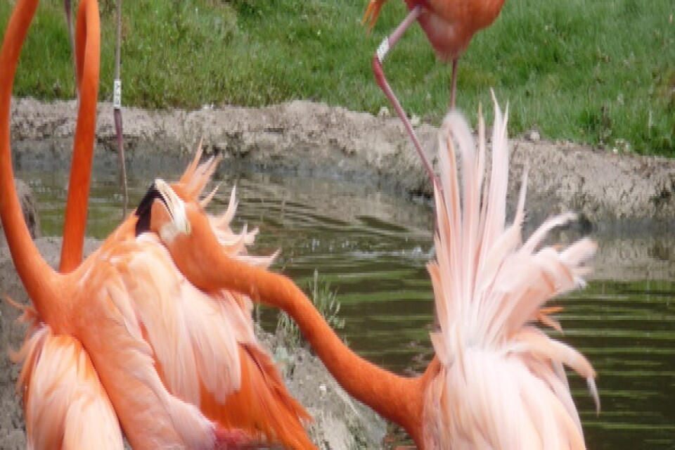 En aggressiv karibisk flamingo snäser av en annan. Enligt en brittisk studie söker sig flamingor till de som har liknande "personlighet".