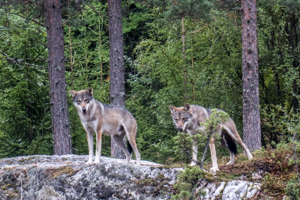Nuförtiden har vi en större förståelse för ekosystem och balansen i naturen, än när till exempel den svenska vargen så gott som utrotades, skriver Landsbygdsbo.