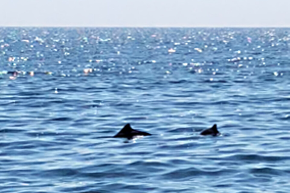 Två tumlare utanför Ystad