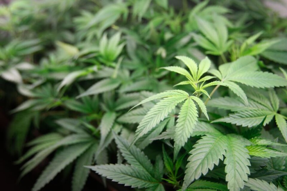 Cannabis och odlingsutrustning fick två män dömda.