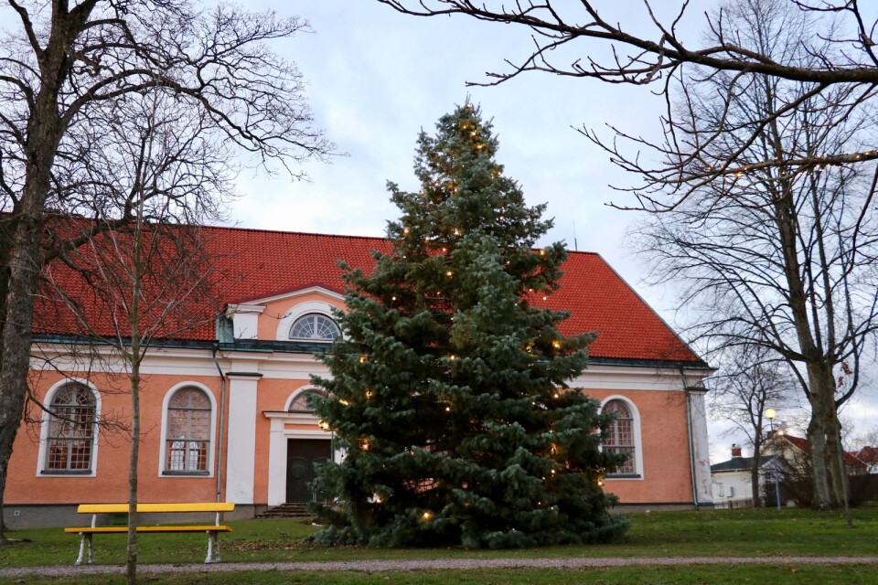 Årets gran i Mönsterås är hämtad från Tånggränd och är omkring tio meter hög.