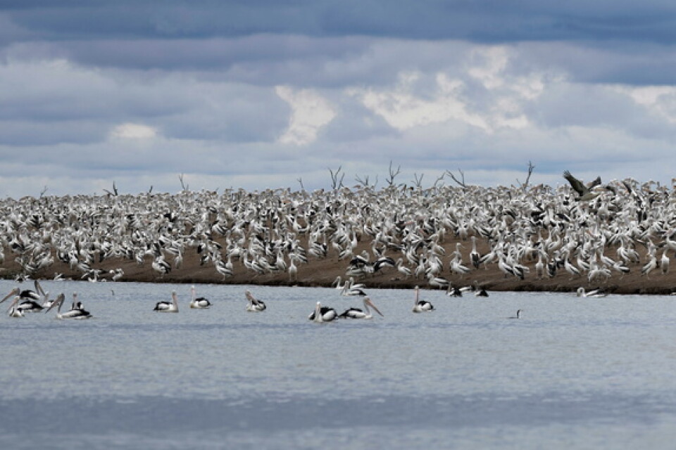 Landtungan är nästan helt vit av pelikaner, som gynnats av översvämningar i östra Australien.
