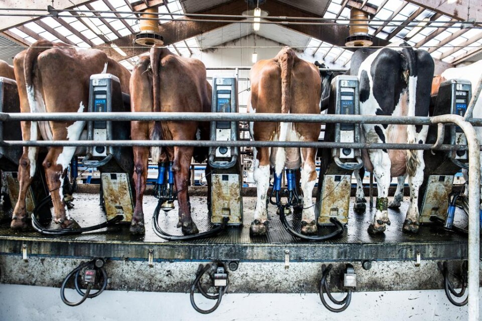 Regeringen skjuter till 100 miljoner kronor extra i höstbudgeten för att minska dieselskatten för bönder, och totalt avsätts 300 miljoner. Enligt landsbygdsminister Sven-Eric Bucht (S) är det ett stöd till den krisande mjölkbranschen. - Hela regeringen