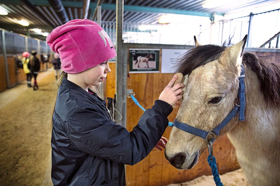 Elsa Karlsson, elva år, är skötare på fem hästar. En av dem är valacken Dusty.