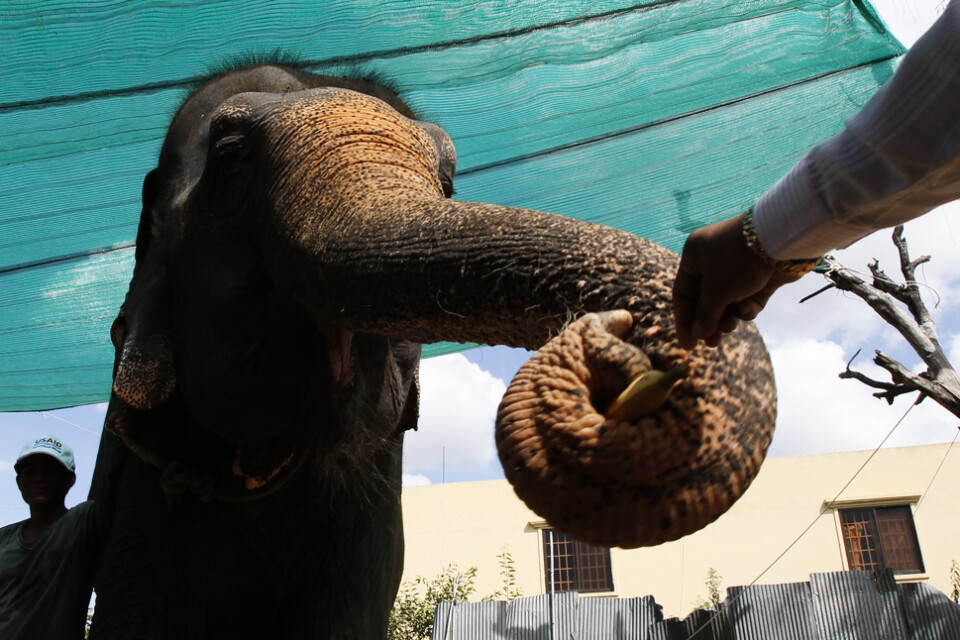 En elefant i Kambodja bjuds på banan av sin skötare. Arkivbild.