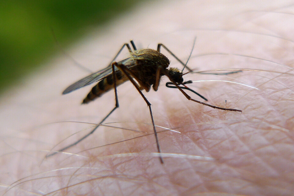Försöken gjordes med den typ av myggor som sprider gula febern. Framöver vill Marcus Stensmyr även testa metoden på myggarter som finns i Sverige. Arkivbild.
