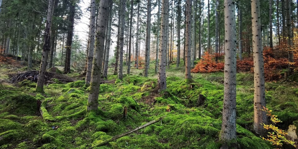 Förändrat klimat påverkar skogen och skogsbruket. Nästa vecka inleder Skogsstyrelsen en kampanj om hur klimatet påverkar och hur anpassningar i skogsbruket kan göras.