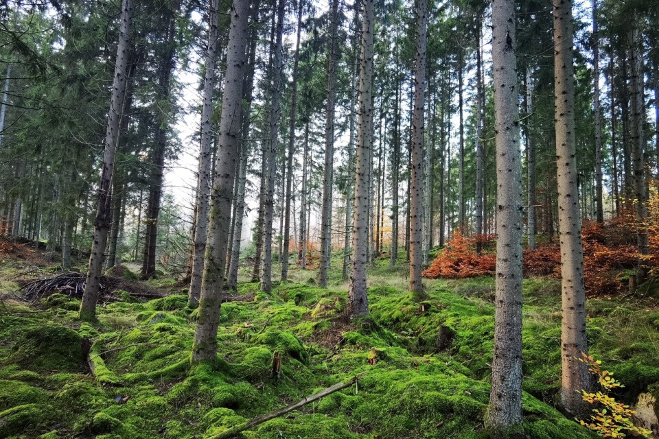 "Håller Södra med om att era inventeringar utan vår granskning skulle inneburit olagliga avverkningar av skyddsvärd gammal skog?”