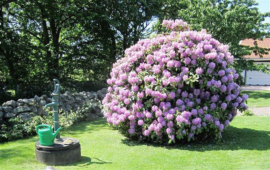 En vacker trädgård på Getterön. Foto Göran Appelkvist