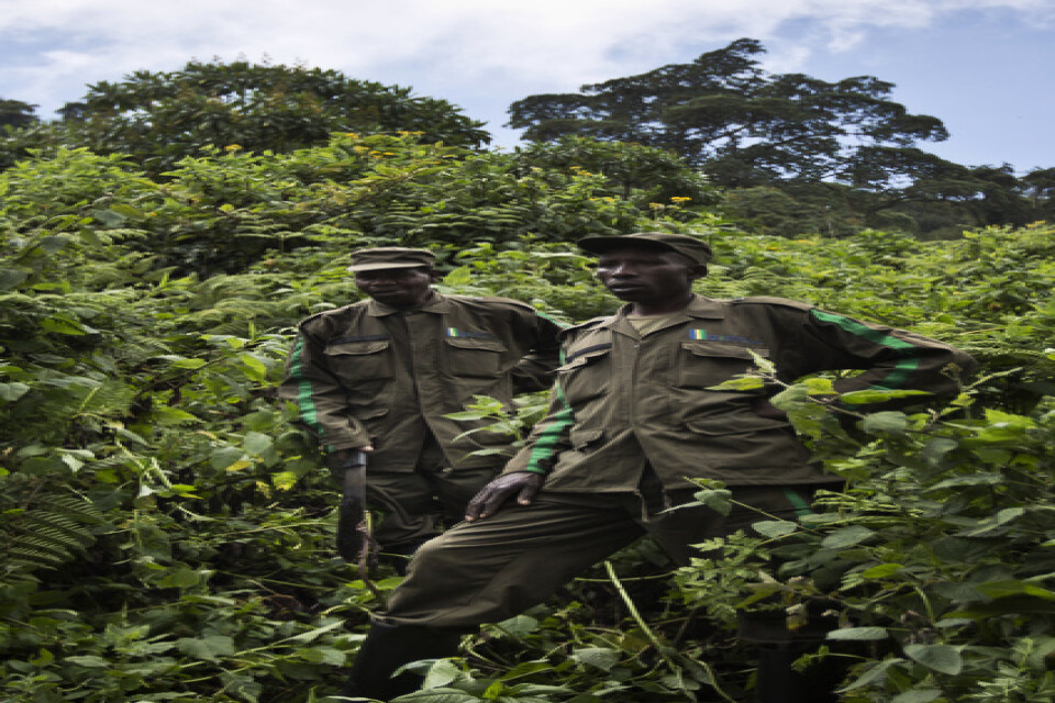 Beväpnade vakter i Vulkannationalparken i Rwanda. Personerna på bilden har ingen koppling till artikeln. Arkivbild.