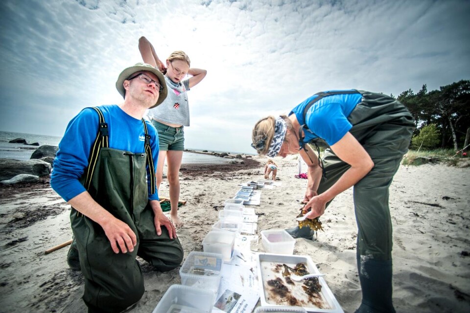Sam Peterson och Lena Svensson, marinbiolog, hjälpte till under dagen för att berätta om alla djur som hittades i vattnet. Foto: Victor Lindstammer