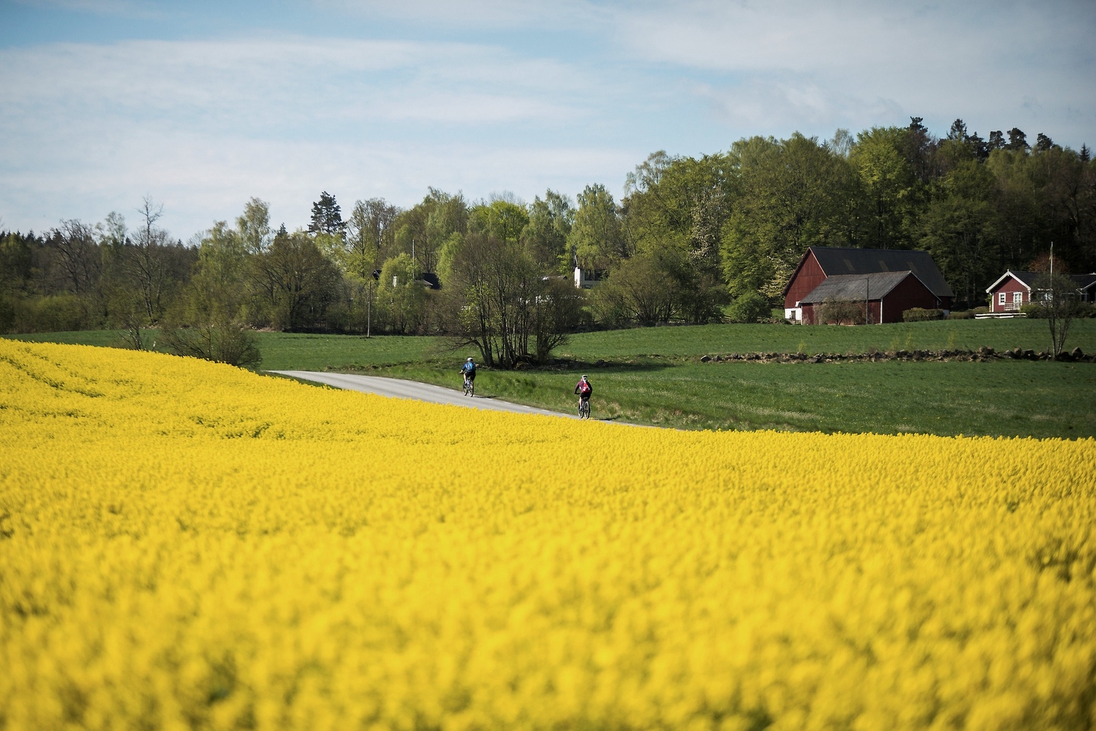 Rapsfälten lyser gula i Mjölkalånga utanför Tyringe. Två cyklister på tur.