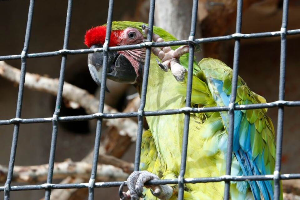 En papegojunge på Zoo.