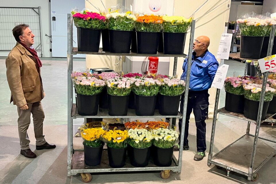 Auktionen startar vid halv sex på blomstermarknaden i Sanremo - och tempot är högt. Inom loppet av tjugo minuter har köparna från grossistföretag lagt pris på lagret av anemoner och ranunkler. På bilden står marknadens chef Franco Barbagelata redo att dra iväg en vagn med sålda blommor.