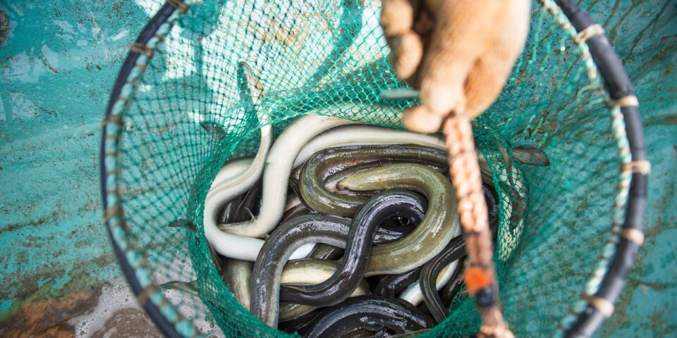 En ålfiskare ertappades tidigare under veckan med att lägga ut omarkerade ålryssjor i skärgården.