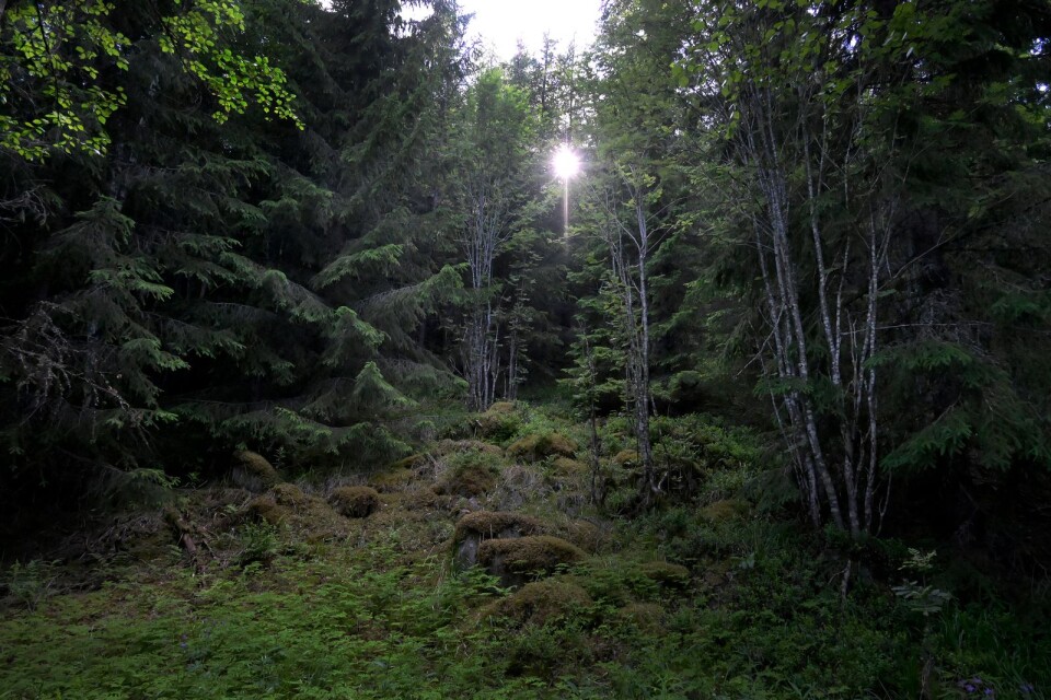 Utöver formellt skyddade skogar avsätter många skogsägare frivilligt arealer för naturvård eller anpassad skötsel, skriver Håkan Abrahamsson i sin replik.
