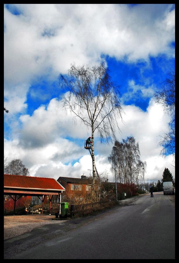 Trädfällning på Egnahemsvägen i Sandared. Timo Söderlund fotograferade.