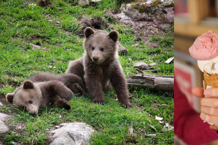 Björnungar från Borås djurpark ska till Frankrike – så förbereds de
