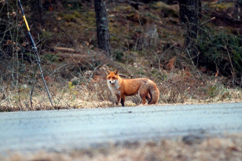 En person såg en räv med något som troligen var en hund i munnen. Bilden är inte tagen i Mönsterås kommun.