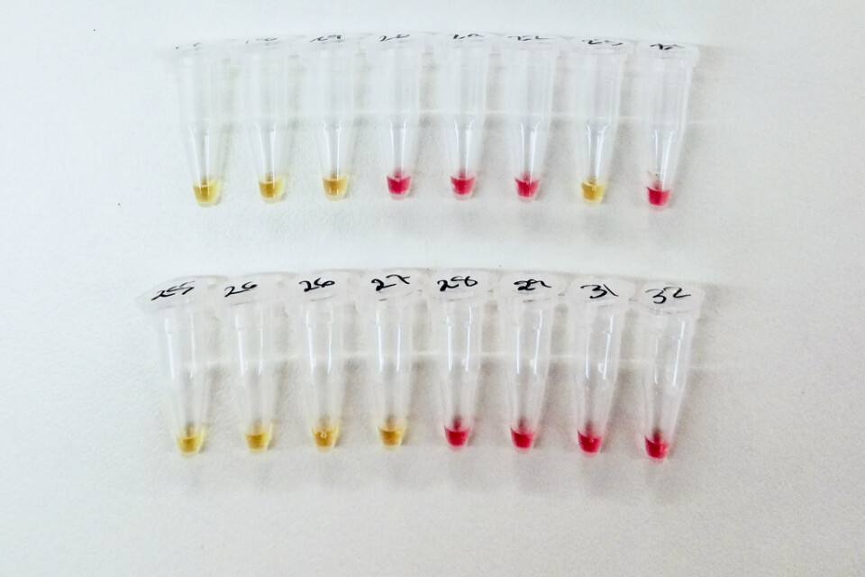 Efter cirka 30 minuter i 65 grader ändras färgen från rosa till gult om det finns virusgener i provet. Hittills har testerna gjorts med syntetiska virusgener i laboratoriemiljö. Nästa steg är att testa om metoden ger rätt svar på riktiga prover från människor.