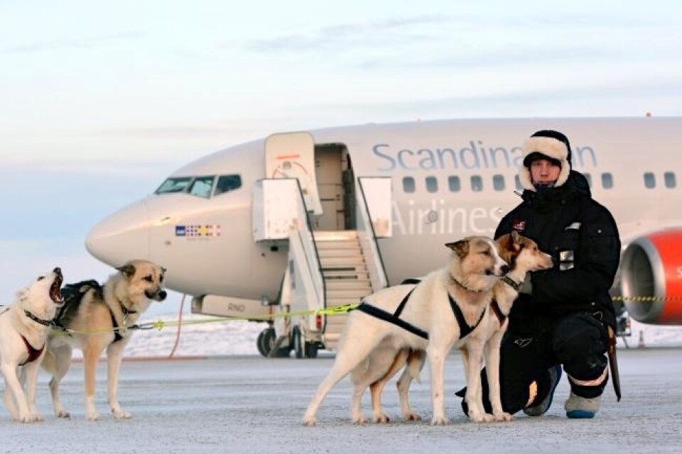 Vid en av de exklusiva turerna är Alexander Johansson med och hämtar turister på flygplatsen med hundspann. Foto: Privat 