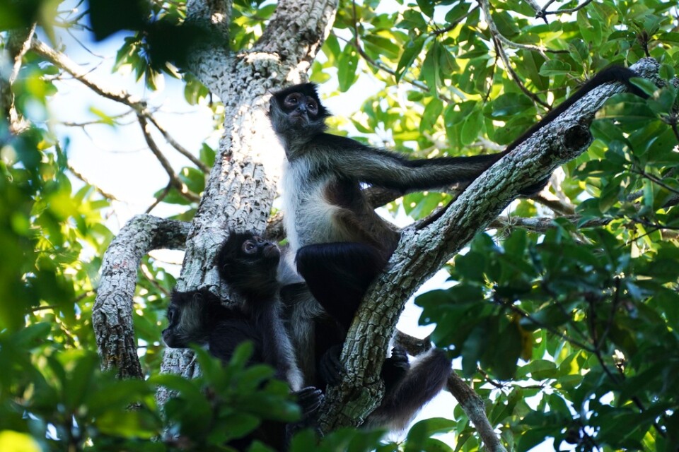 Spindelapor i Calakmul-reservatet på Yucatánhalvön, där det även finns jaguarer, pumor, tapirer och många andra djungeldjur.