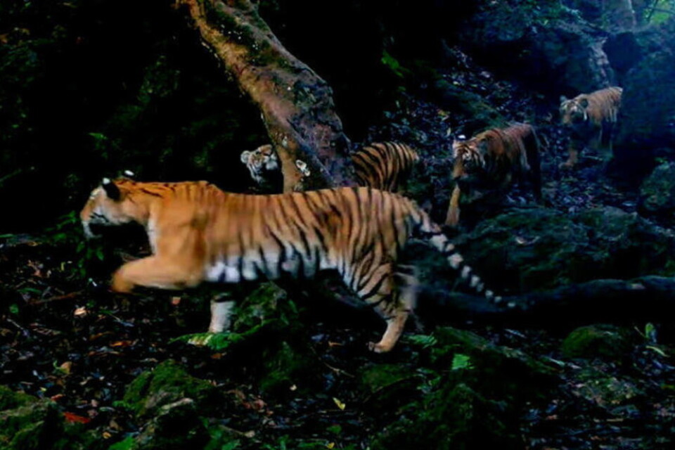 En tigermamma med tre ungar i västra Thailand har fångats på bild.