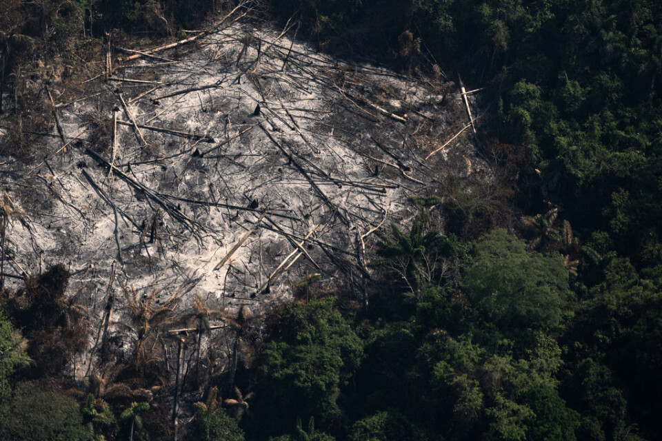 Ett nedbränt skogsområde i ett reservat i Amazonas i Altamira i den brasilianska delstaten Pará. Bilden är från förra sommaren.