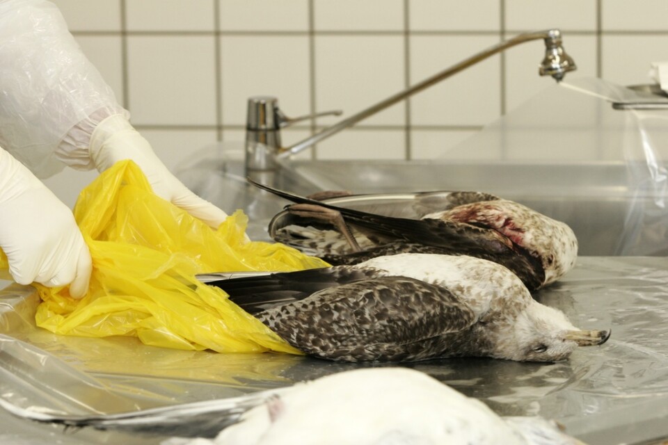 Fågelinfluensaviruset, H5N1, sprids vanligtvis främst bland fåglar, men allt fler rapporter har kommit om smittspridning bland däggdjur. Arkivbild.