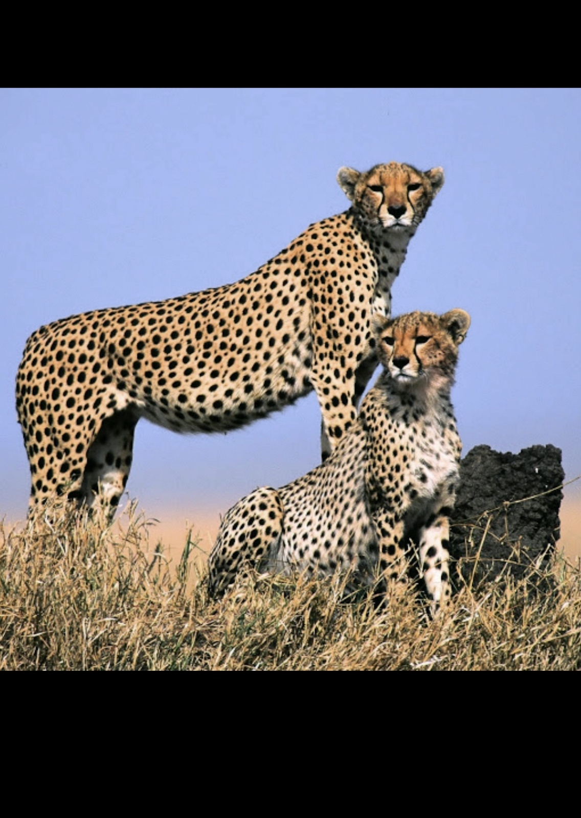 Geparden (acinonyx jubatus) är det vackraste djur Dick Persson vet. Men han beklagar att den utrotats i 18 länder på 25 år.Foto: Dick Persson