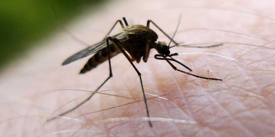 Myggen kan bli en rejäl sommarplåga. Arkivbild.