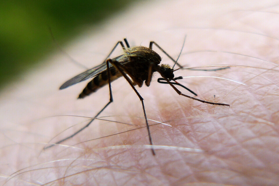 Från flera platser i Mellansverige kommer rapporter om mygginvasioner.