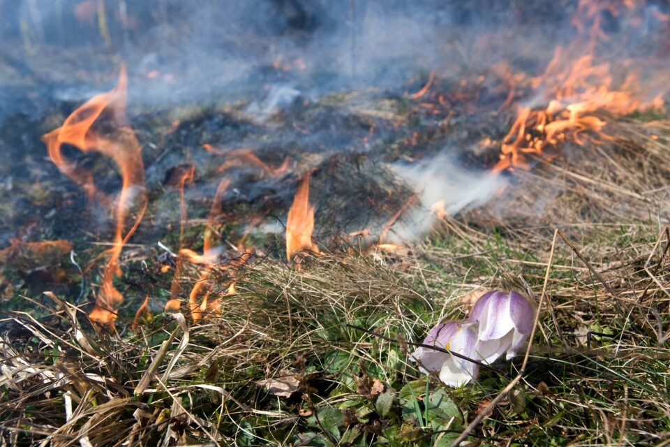”De som argumenterar för de så kallade naturvårdsbränningarna basunerar ut vilken nytta dessa har men säger inget om det barbariska djurplågeri som dessa bränder medför”, skriver Bertil Jonsson.
