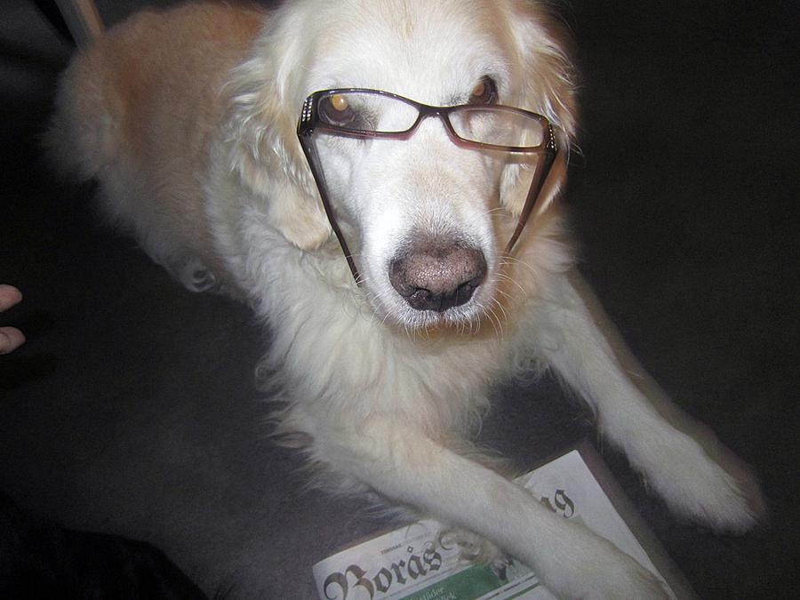 Marja Wiking kunde inte låta bli att sätta på glasögonen på sin hund när han så lägligt lagt sig på BT.