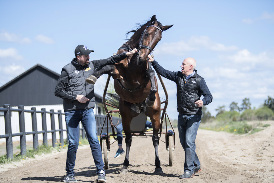 Hästen Propulsion, här flankerad av ägaren Daniel Redén och kusken Örjan Kihlström, är favorit till segern i Elitloppet 2020. Arkivbild.