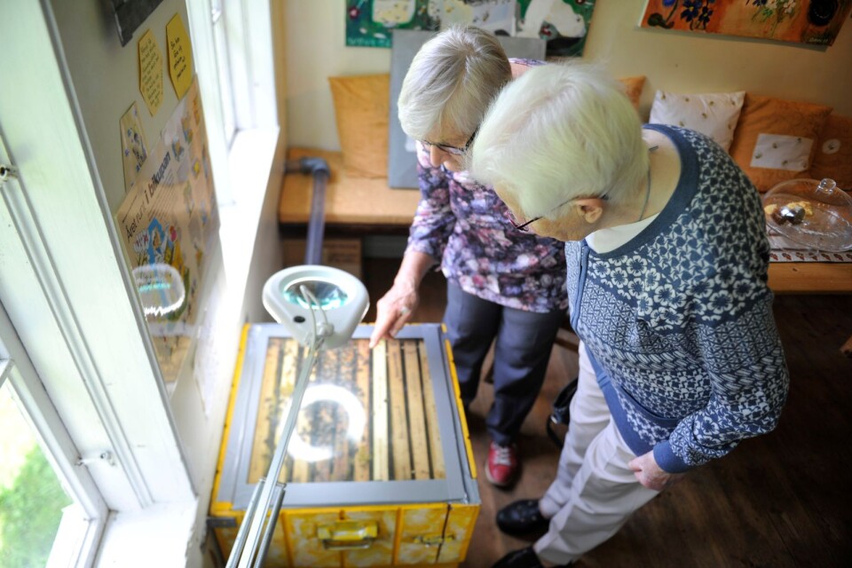 Birgitta Andersson och Rosa Johansson kikade ner i bikupan. Här kan de följa binas arbete i realtid.