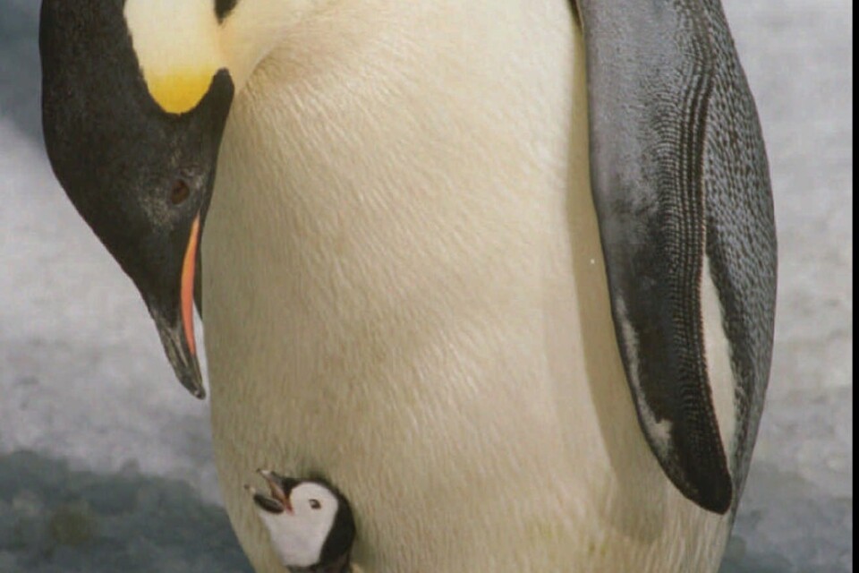 Kejsarpingvinen är världens största pingvin, men är mycket hotad av klimatförändringar. Arkivbild.