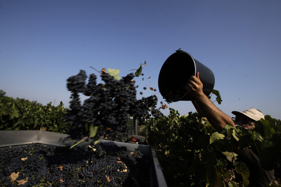 Arbetare skördar vindruvor på en vingård i Italien. Bilden har ingen koppling till artikeln.