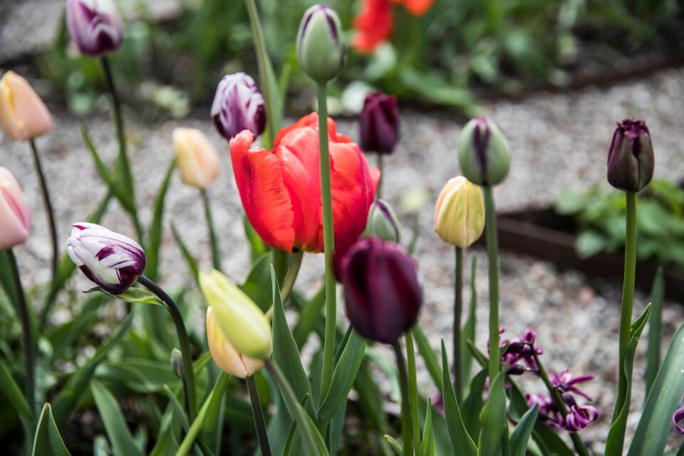 Från och med i fredags kan man se årets vackra – och färgsprakande – lökplantering i museiträdgården. Ett tema i år är blandningen av tulpaner och narcisser i samma rabatt.