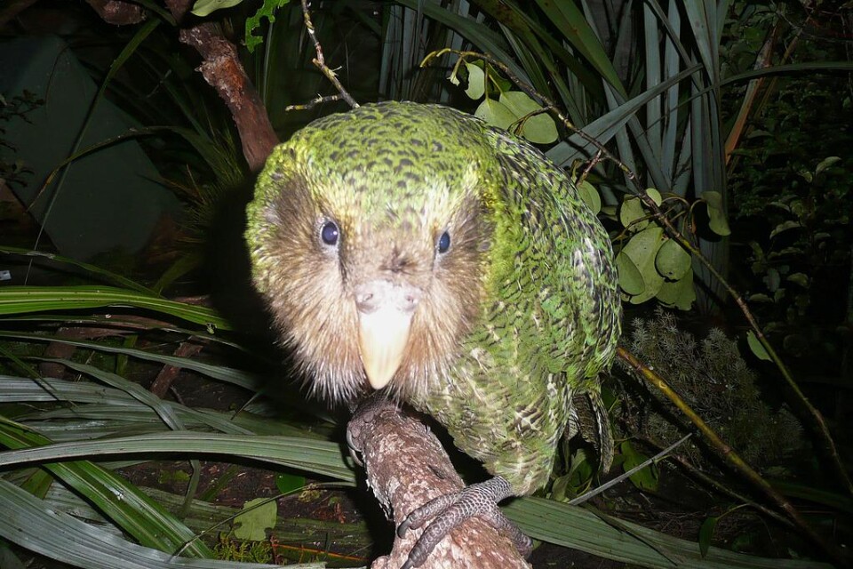 Ugglepapegojan, även kallad kakapo, är akut utrotningshotad.