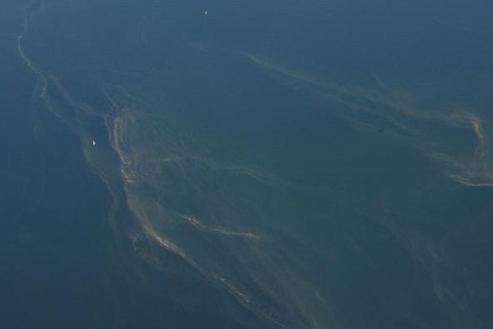 Bild från Kustbevakningen som visar alger runt Kriegers flak.