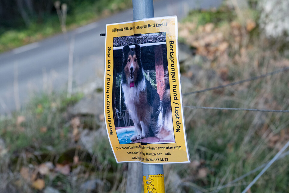 Hösten 2018: En lapp på en stolpe informerar om den bortsprungna hunden Leela strax utanför Skepparslöv. Hundratals personer har sökt efter den bortsprungna agilityhunden Leela i skogen vid Skepparslöv väster om Kristianstad. Arkivbild.
