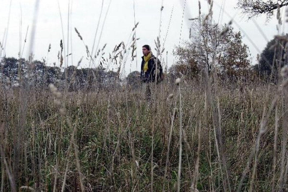 Medeltidsarkeologen Johan Dahlén har hittat "en jättetydlig förhöjning" som sträcker sig genom gräset vid Skälaholmen. BILDER: RONNIE SMITH