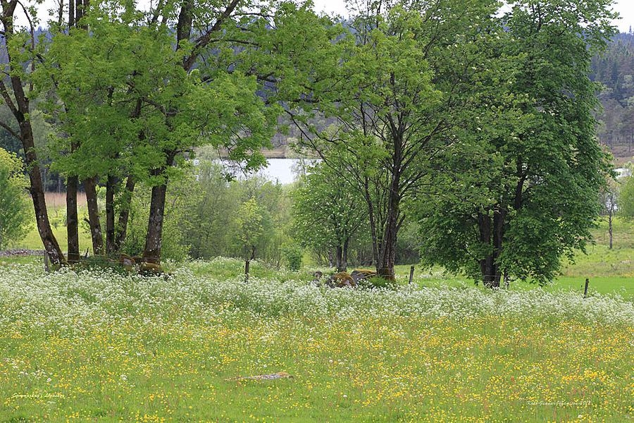 Lövaskog i Äspered. Foto Karl-Gunnar Johansson