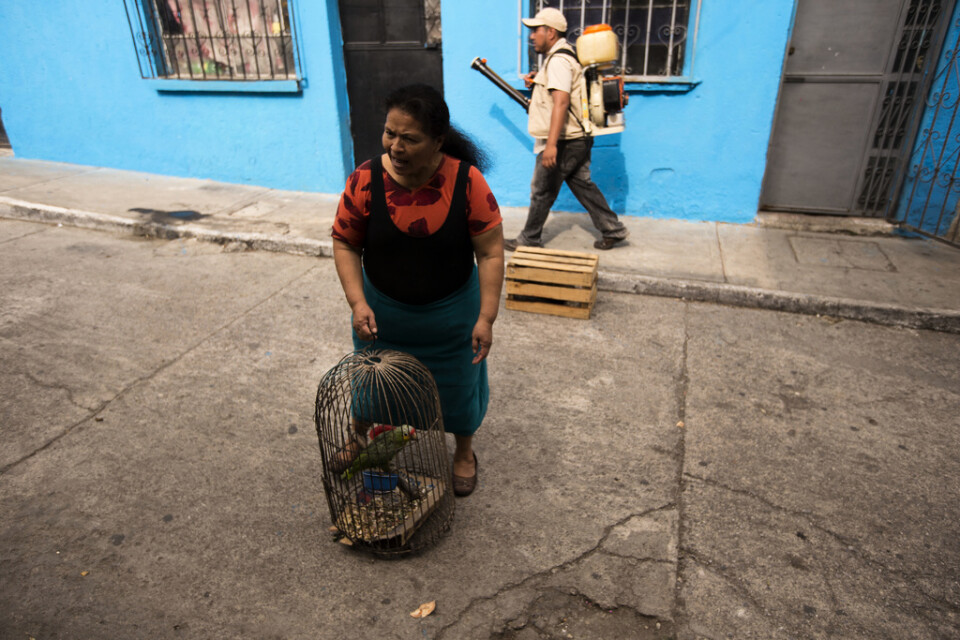 En hälsovårdsarbetare genomför desinfektion i Guatemala City.