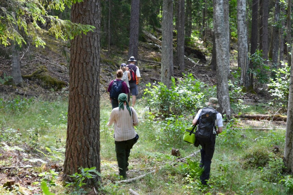 De åtta personerna från Skydda skogen som kommit till Oskarshamn för att inventera skog jobbar ideellt.